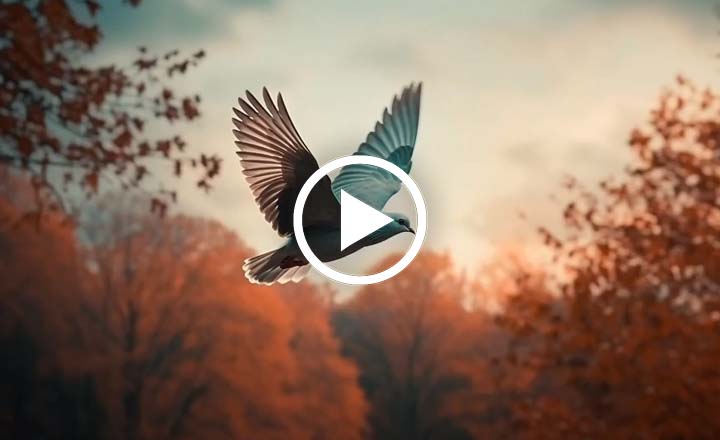 Image is not available